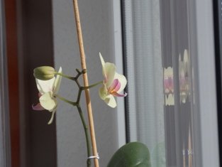 Orchidee von der Seite