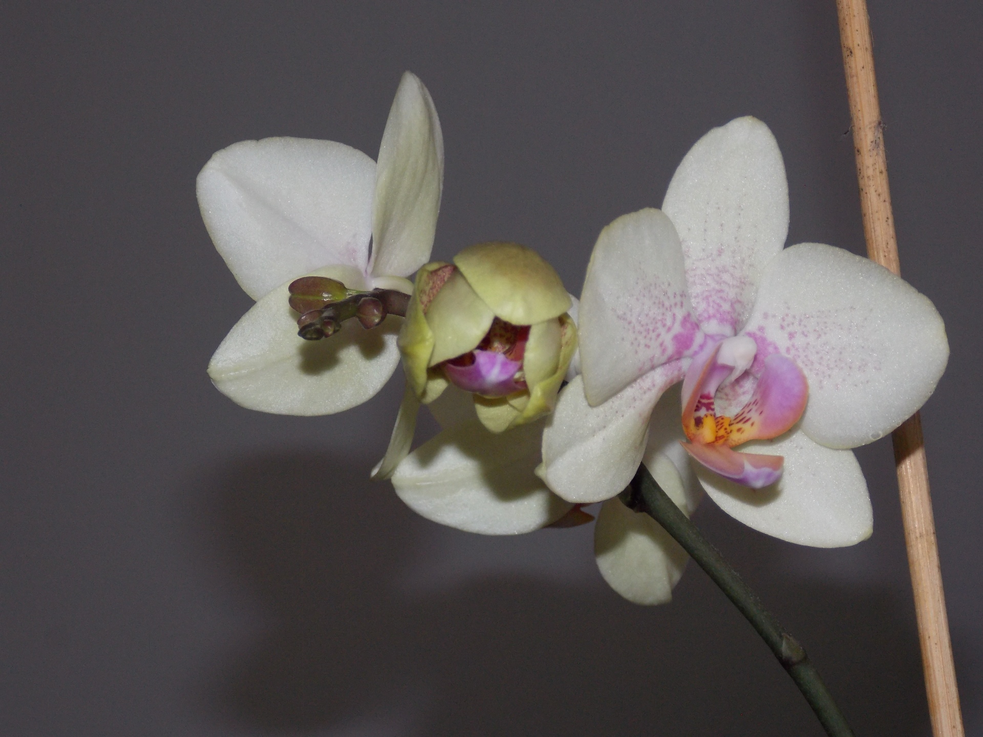 Orchidee, fotografiert am 11.02.2017
