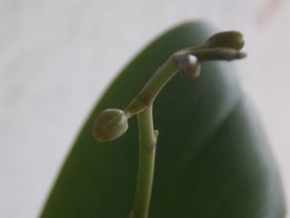 Orchidee blüht bald