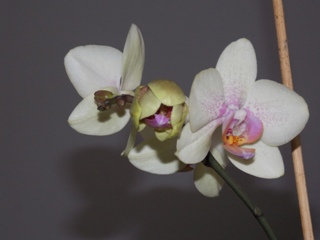 Orchidee, fotografiert am 11.02.2017