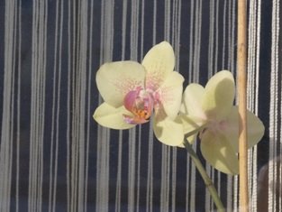 Orchidee hinter Glas