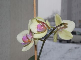 Orchidee mit Blüten