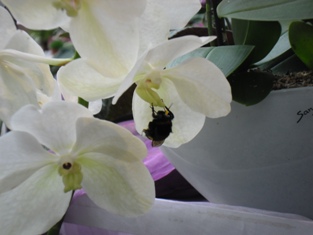 Hummel auf Orchidee
