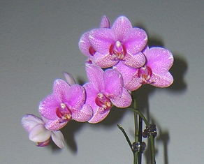 Orchidee mit vielen Blüten