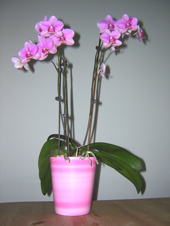 Eine Orchidee zum Geburtstag