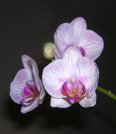 Die kleine Orchidee 05.02.2008