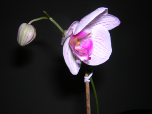 Mama-Orchidee 05.02.2008