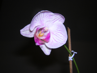 Mama-Orchidee 05.02.2008