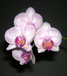 kleine Orchidee 08.03.2008