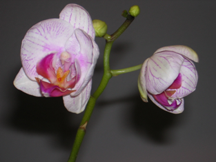 Meine kleine Orchidee 16.01.2008