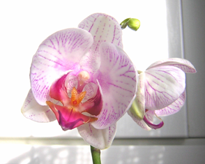 Meine kleine Orchidee 17.01.2008