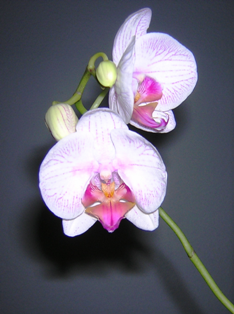 Meine kleine Orchidee 25.01.2008
