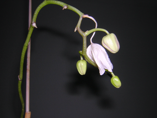 kleine Orchidee - die letzte Blüte fällt bald ab - 19.04.2009