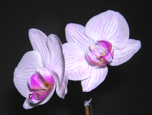 Mama-Orchidee - März 2008