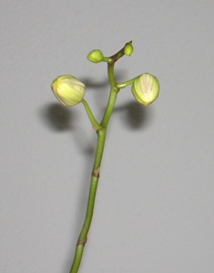 Orchidee, fotografiert 10.01.2008