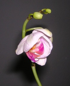 Meine kleine Orchidee 14.01.2008
