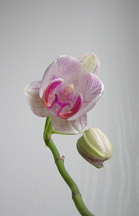 Meine kleine Orchidee (Tochter) 15.01.2008