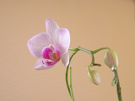 Tochter-Orchidee mit neuer Blüte - 30.11.2009